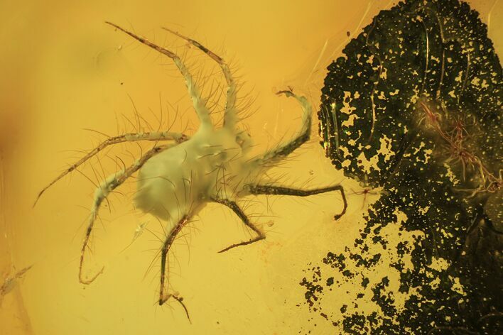Fossil Hairy Mite (Parasitidae) In Baltic Amber #105461
